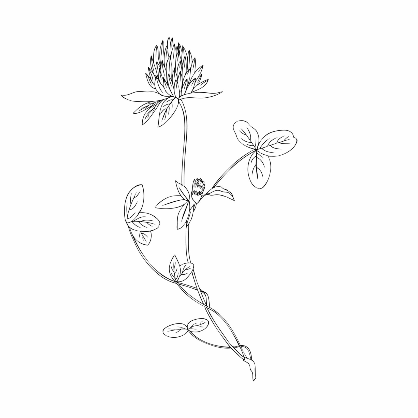 Red clover