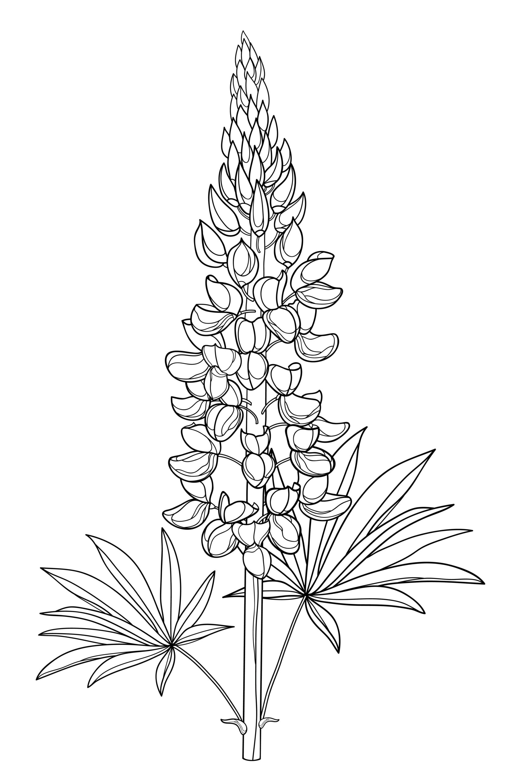 Lupin